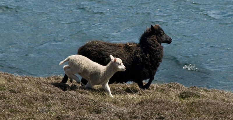 Shetland Seaweed Lamb Artisan Food Trail Approved 1 - The Artisan Food Trail