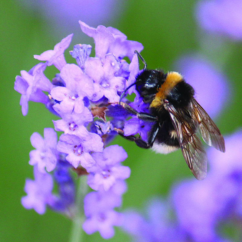 lavenderbee 800px Bee on lavender flower – The Artisan Food Trail