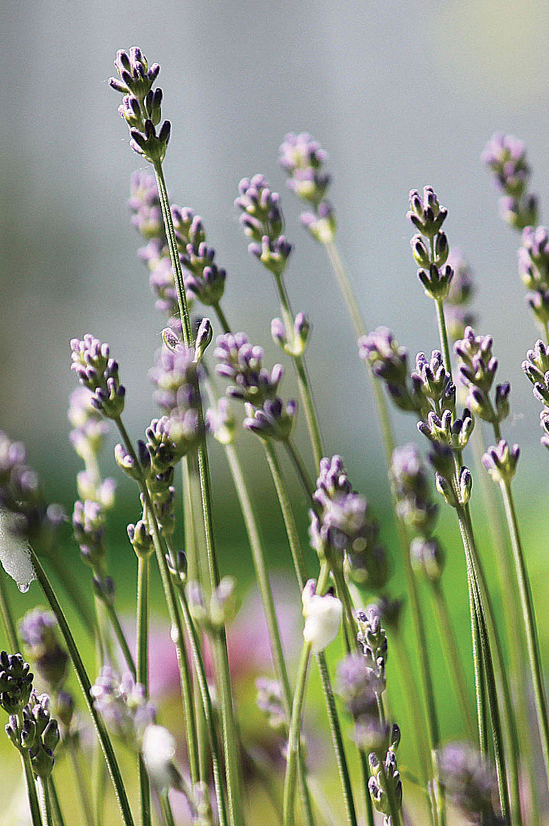 Lavender 2 - The Artisan Food Trail