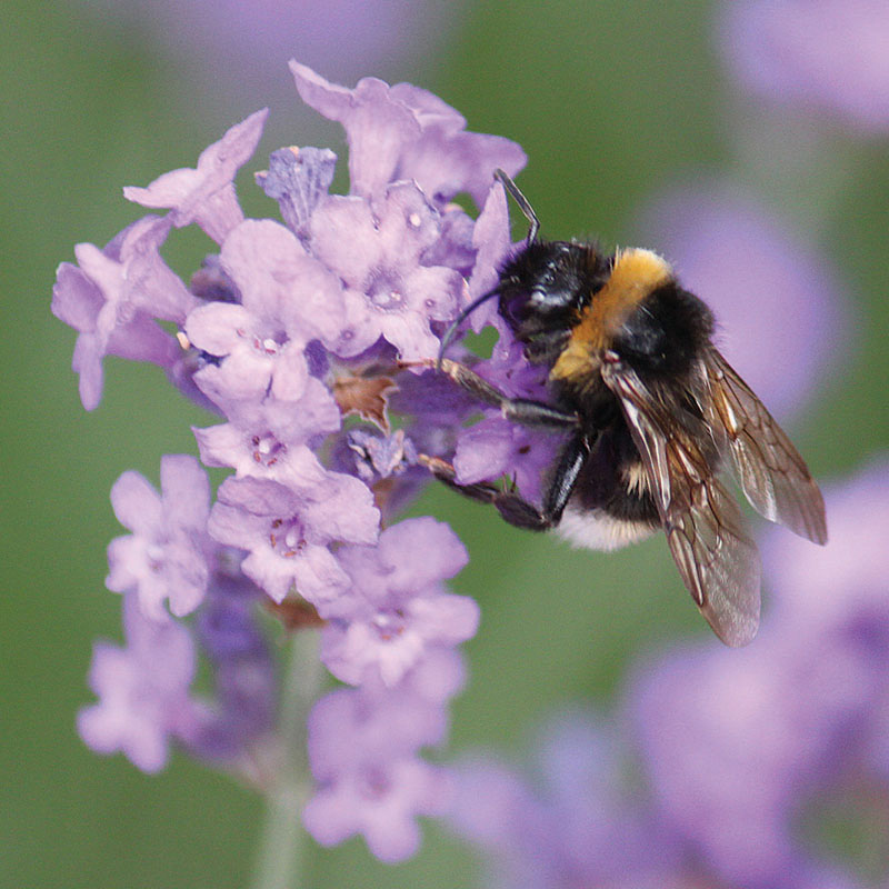 Lavender 1 - The Artisan Food Trail