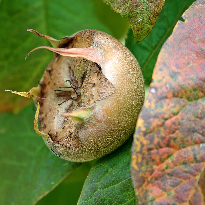 Medlar Preserves – The Artisan Food Trail – Medlar Fruit