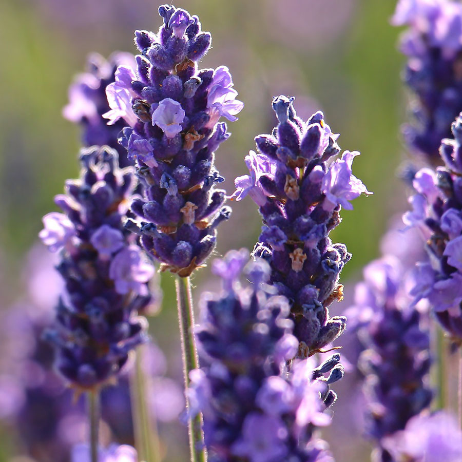Edible Flowers Lavender – The Artisan Food Trail