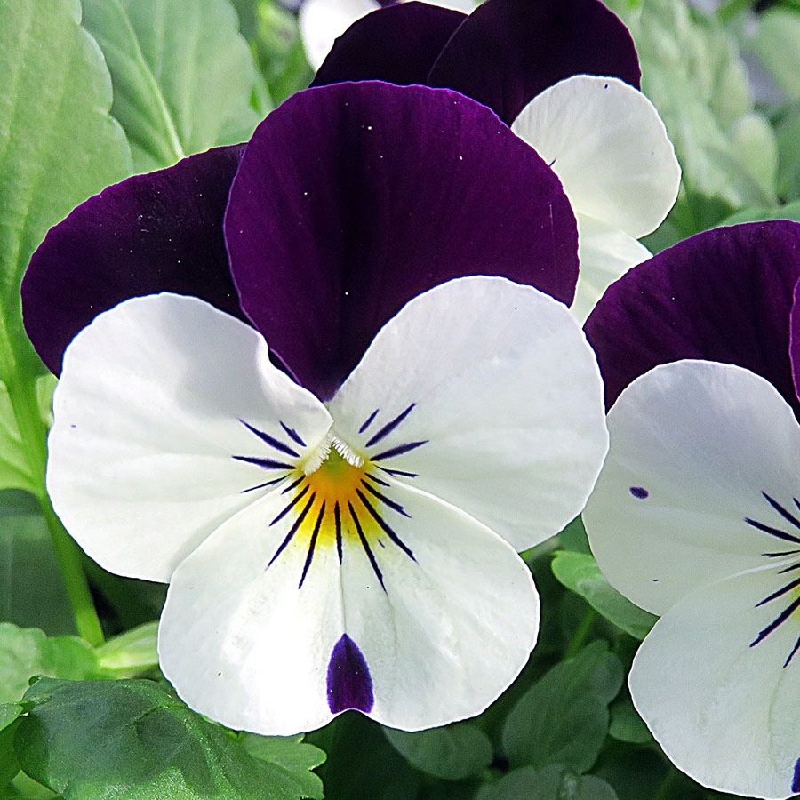 Edible Flowers Pansy Viola – The Artisan Food Trail