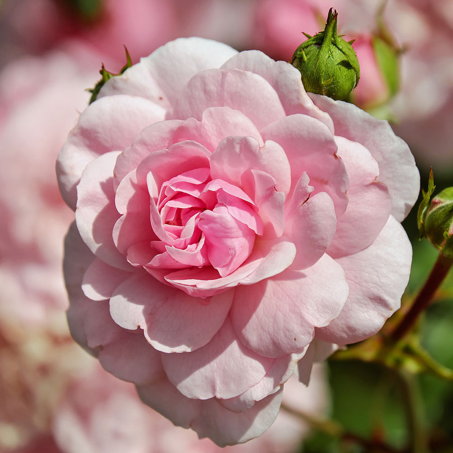 Edible Flowers Rose – The Artisan Food Trail