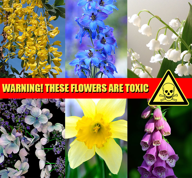 Non Edible Flowers Danger Do Not Eat – The Artisan Food Trail