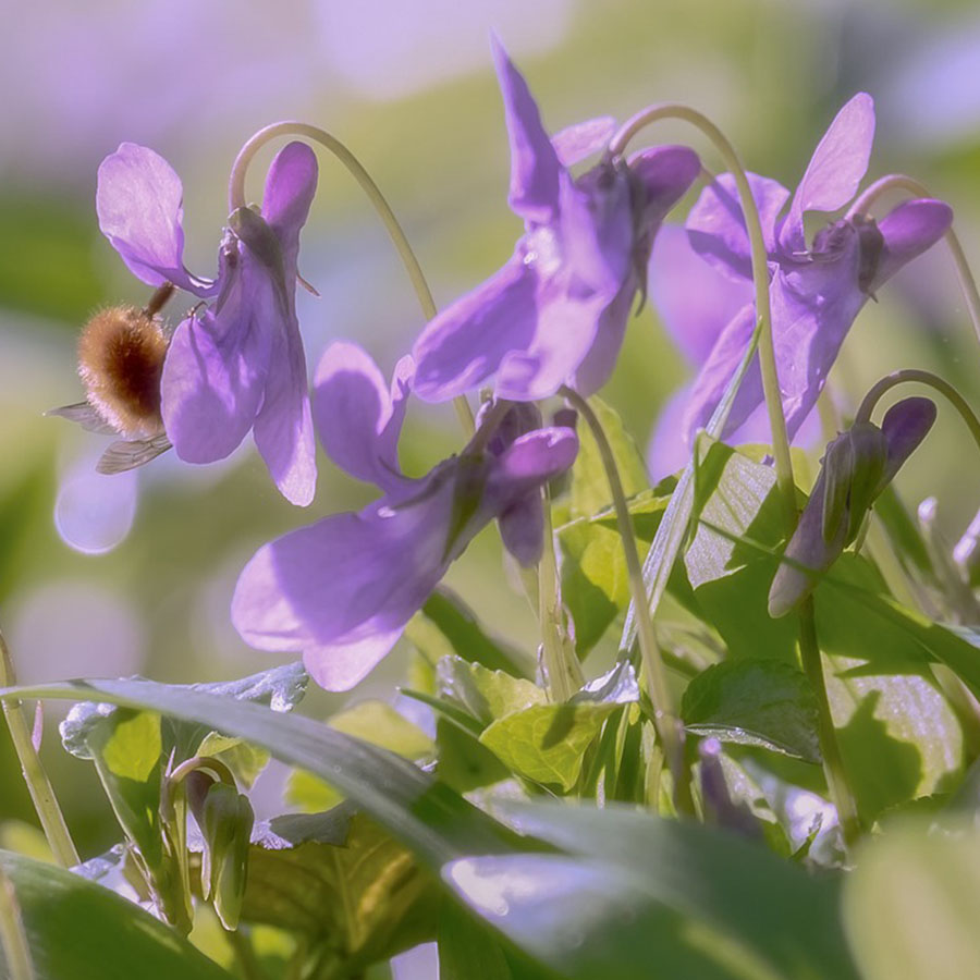Edible Flowers Sweet Violet – The Artisan Food Trail
