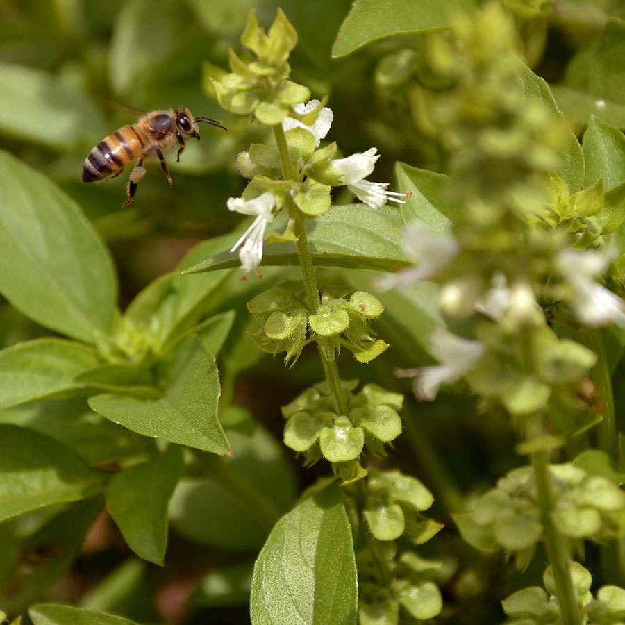 Edible Flowers Basil – The Artisan Food Trail