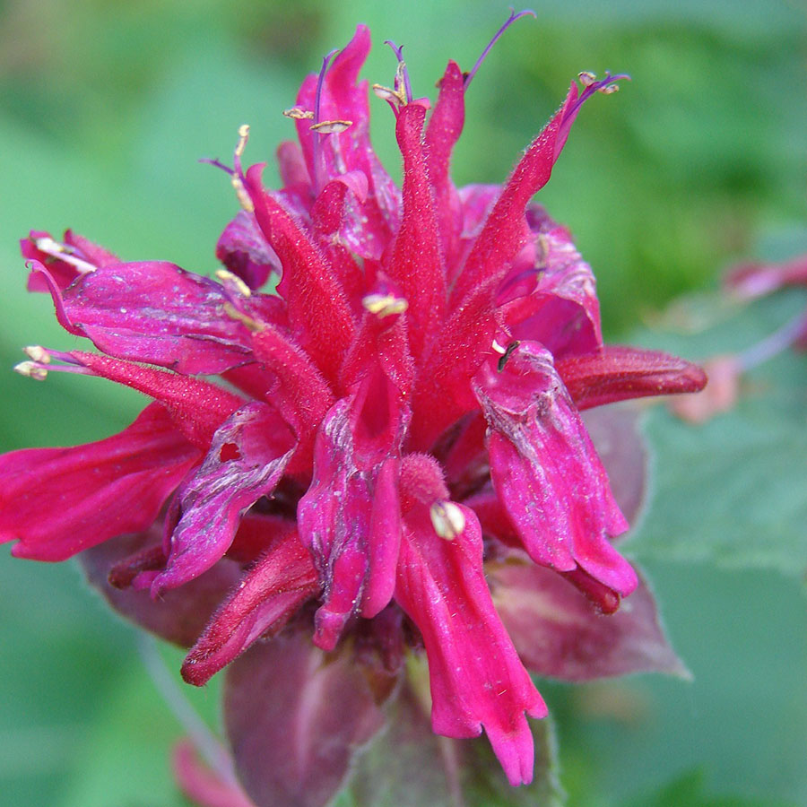 Edible Flowers Bergamot – The Artisan Food Trail