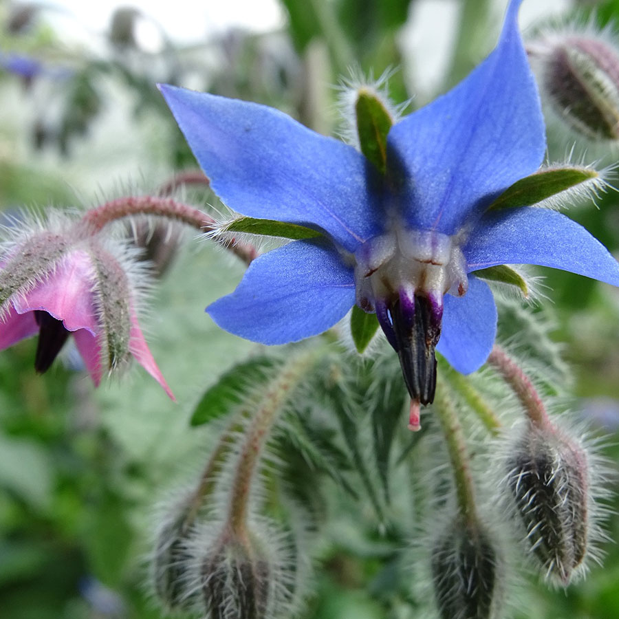 Edible Flowers Borage – The Artisan Food Trail