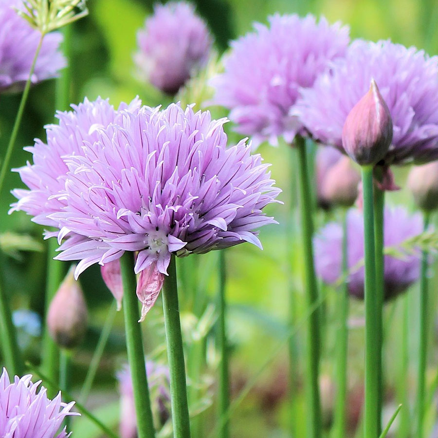 Edible Flowers Chive – The Artisan Food Trail