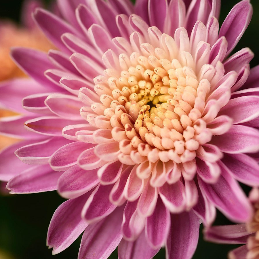 Edible Flowers Chrysanthemum – The Artisan Food Trail
