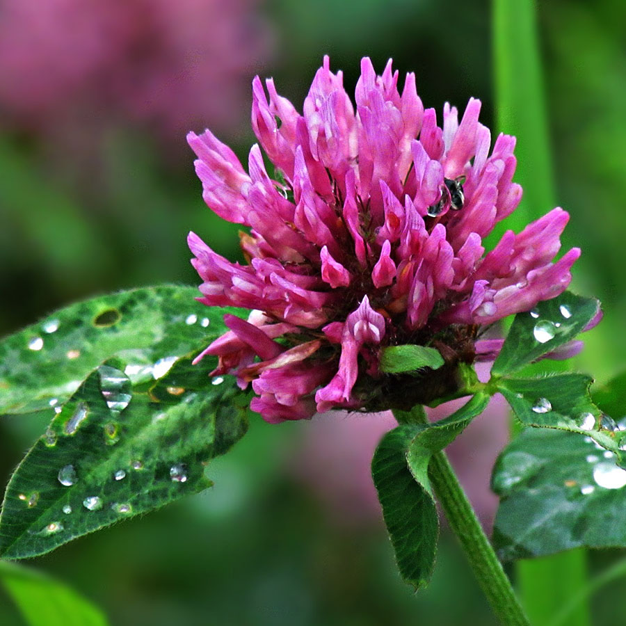 Edible Flowers Clover – The Artisan Food Trail