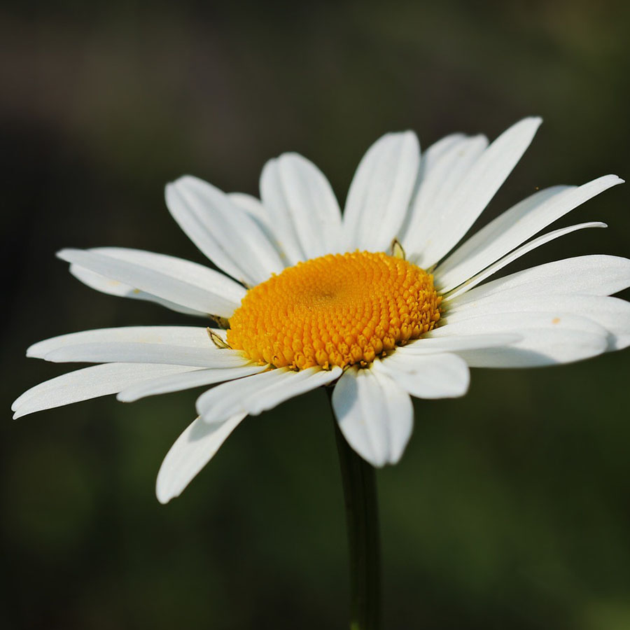 Edible Flowers Daisy – The Artisan Food Trail