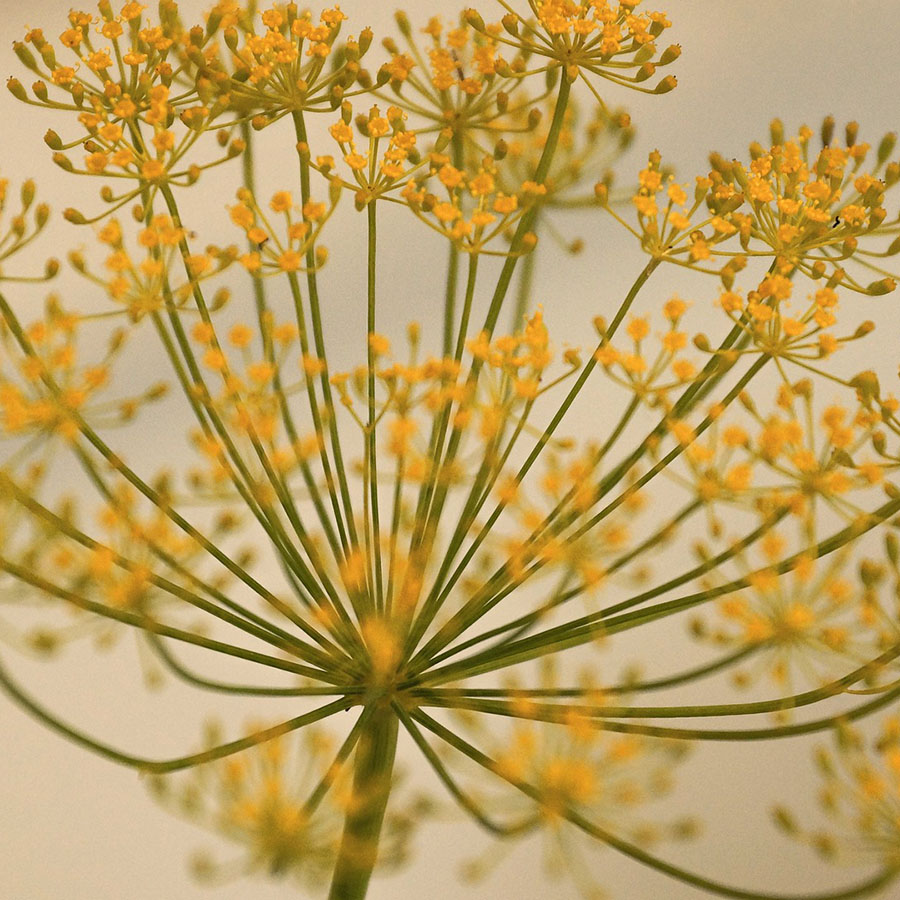 Edible Flowers Dill – The Artisan Food Trail