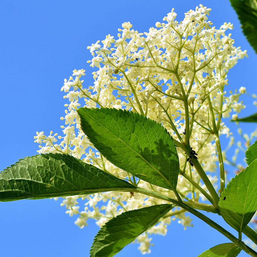 Edible Flowers Elderflower – The Artisan Food Trail