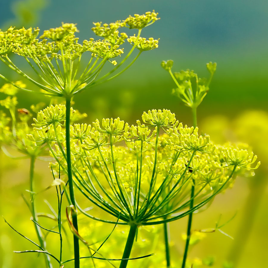 Edible Flowers Fennel – The Artisan Food Trail