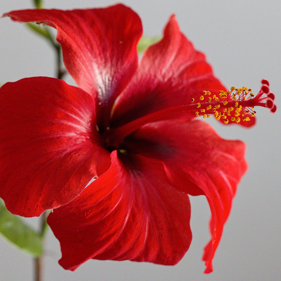 Edible Flowers Hibiscus – The Artisan Food Trail