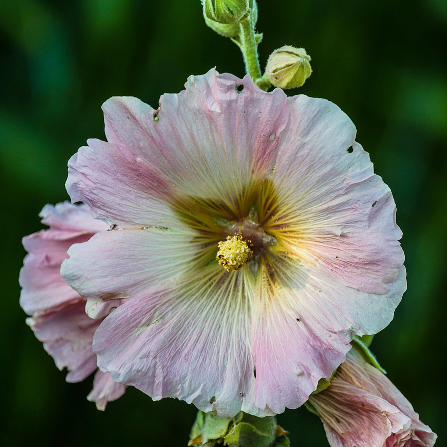 Edible Flowers Hollyhock – The Artisan Food Trail