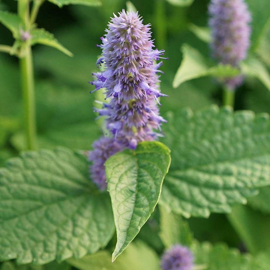 Edible Flowers Mint – The Artisan Food Trail