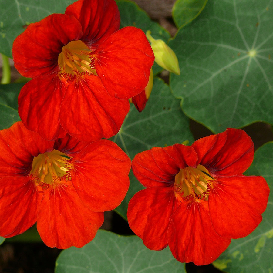 Edible Flowers Nasturtium – The Artisan Food Trail