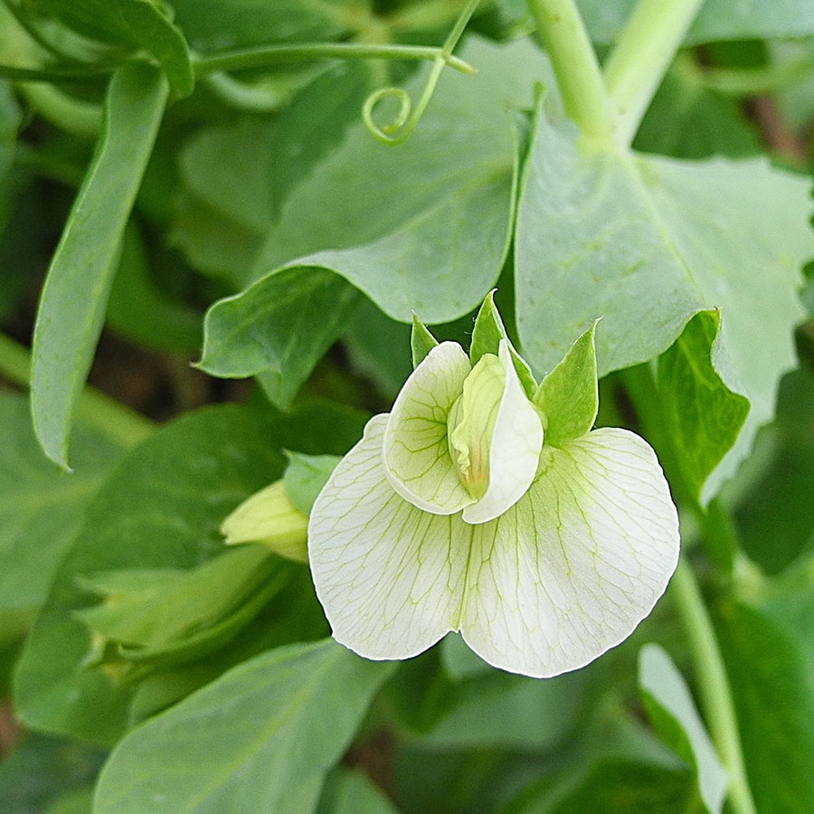 Edible Flowers Garden Pea – The Artisan Food Trail