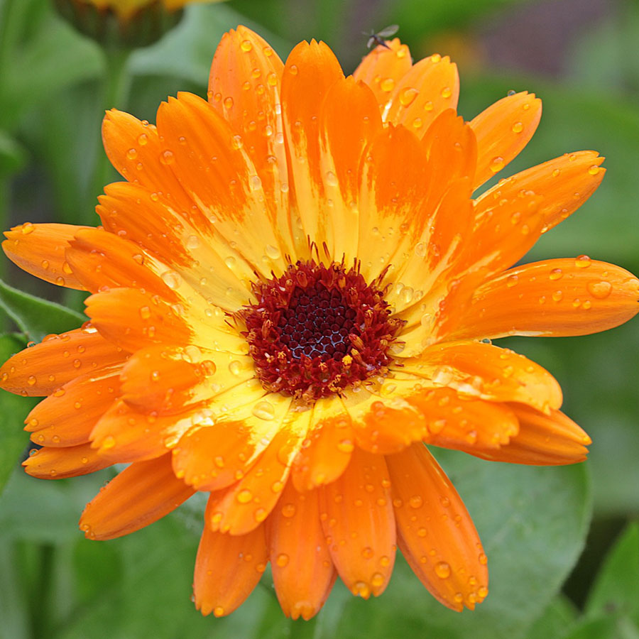 Edible Flowers Pot Marigold – The Artisan Food Trail