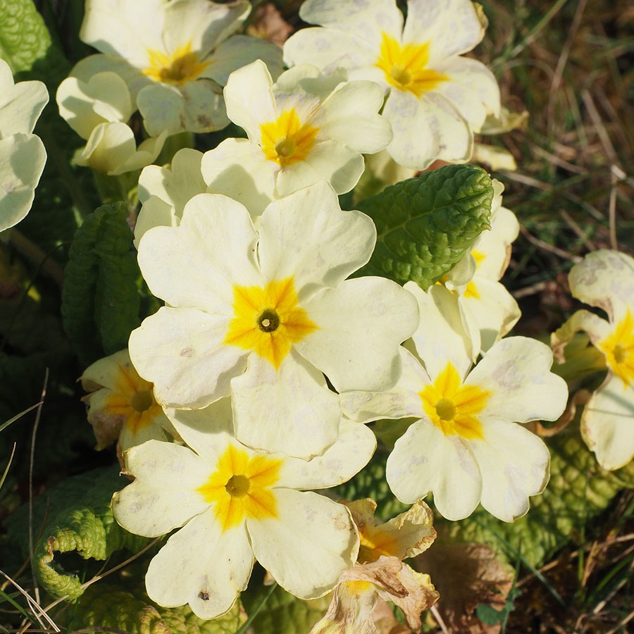 Edible Flowers Primrose – The Artisan Food Trail