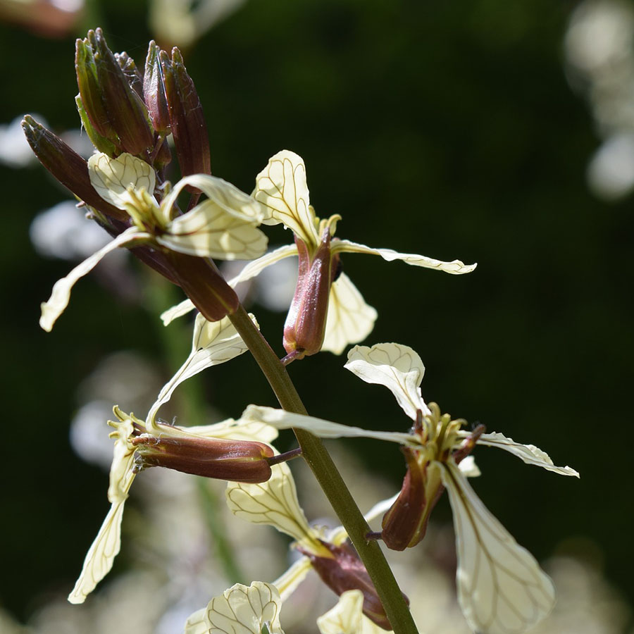 Edible Flowers Rocket – The Artisan Food Trail