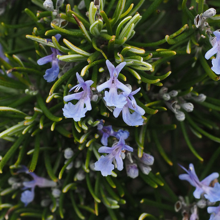 Edible Flowers Rosemary – The Artisan Food Trail