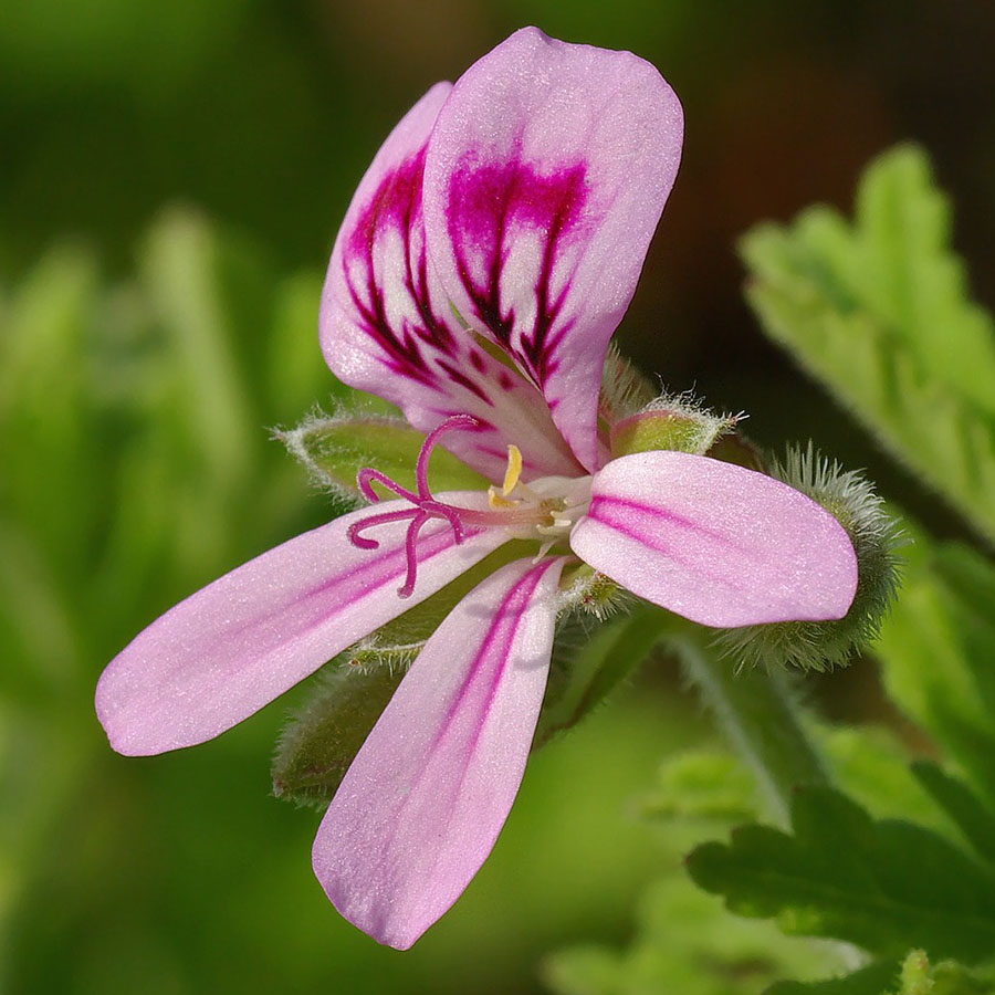 Edible Flowers Scented Geranium – The Artisan Food Trail