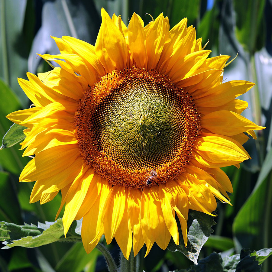 Edible Flowers Sunflower – The Artisan Food Trail