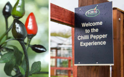 Chilli Experiences are back at Edible Ornamentals