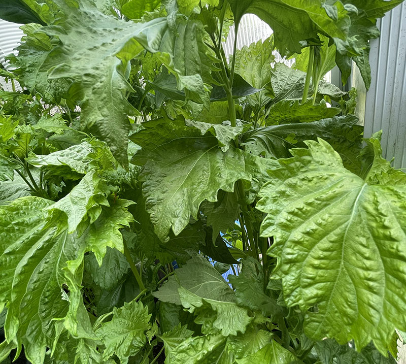 Shiso Leaves – The Artisan Food Trail