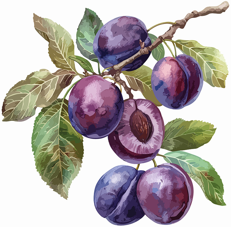 Plums Watercolour Illustration – The Artisan Food Trail