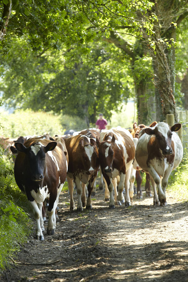 Hafod Welsh Organic Cheddar 3 - Artisan Food Trail