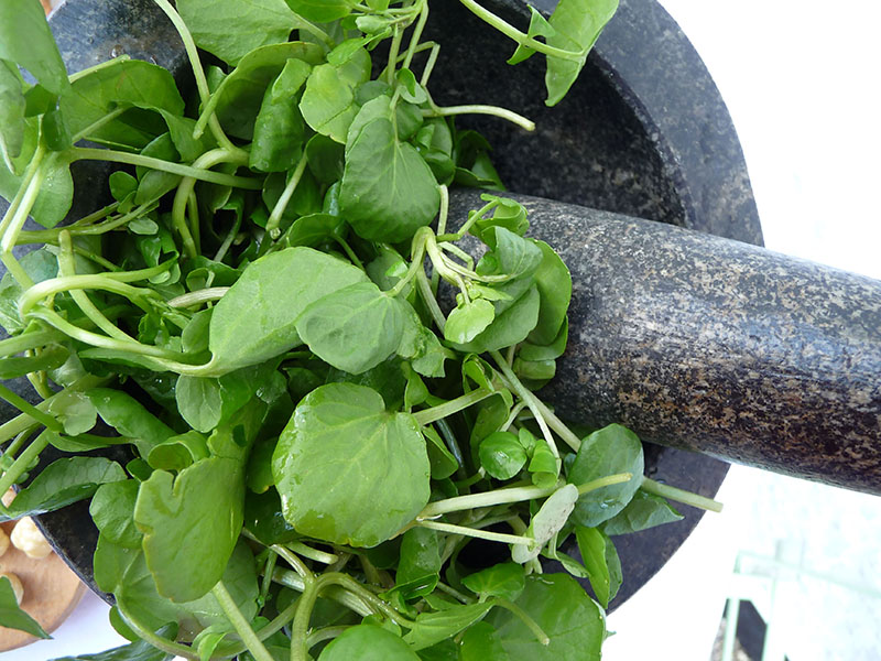 Watercress Pesto recipe 2 – The Artisan Food Trail