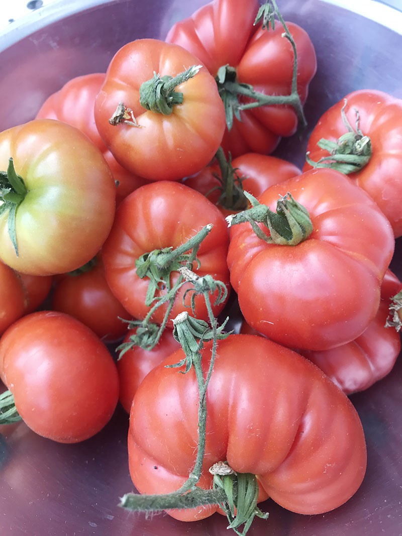 Tomato & Fennel Soup recipe 2 – The Artisan Food Trail