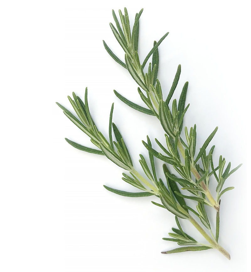 Sprig of rosemary – The Artisan Food Trail